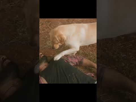 love movie #love #sad #dog #shortsthe real friend โค๏ธ๐ ๐ #love #song #lovemusic #sad #movie #dog