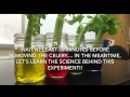 Plant Water Absorption Experiment
