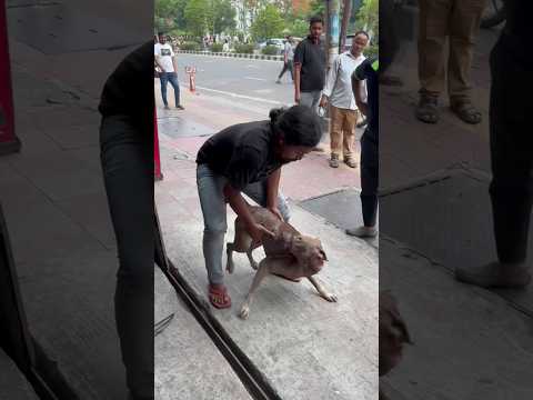 Stray animls rescue #dog #shorts