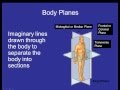 Anatomical Terminology and Body Planes