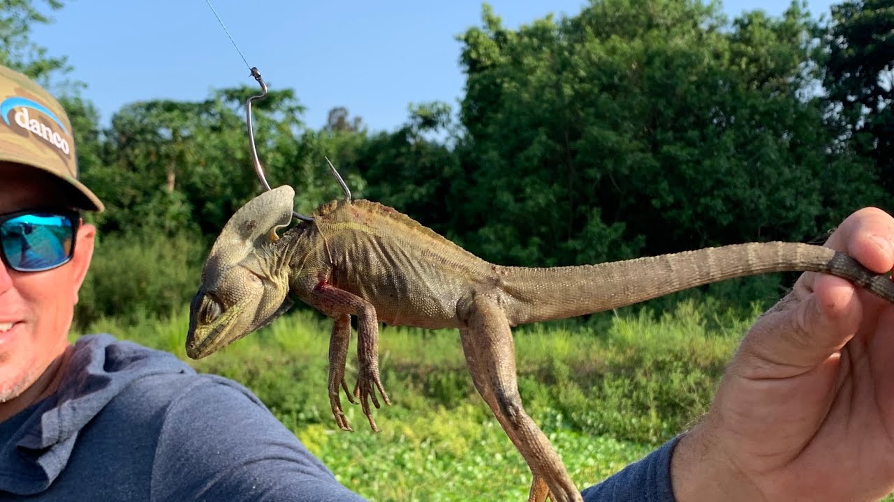 USING GIANT LIZARDS For BAIT ( Smoked SNAKEHEAD FISH DIP Catch Clean & Cook) - Bluegabe