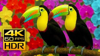The Most Beautiful Nature Colors in 4K HDR 60fps | Relaxing Nature Sounds