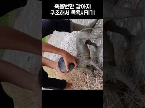죽을뻔한 강아지 구조해서 목욕시키기