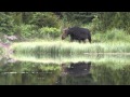 The Dynamics of Wolves and Moose on Isle Royale
