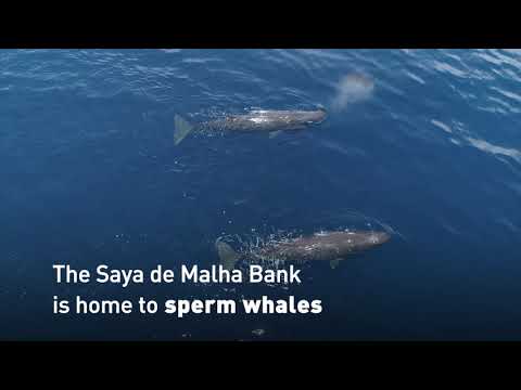 Why the Indian Ocean's Saya de Malha bank is so incredibly special
