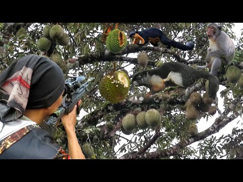 BERBURU HAMA NAKAL YANG BERSARANG DI POHON DURIAN BERBUAH