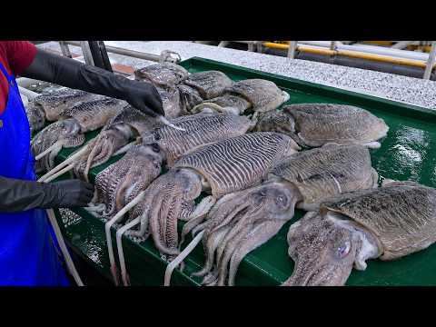 GO Taiwanese Seafood processing! Squid balls Making,Oysters Harvesting_直擊台灣海鮮加工料理!大量花枝丸製作,鮮蚵採收,土虱料理