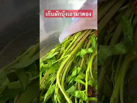 ฝนตกเยอะ ผักบุ้งมากมาย ดองผักบุ้ง