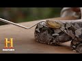 Understanding the Snake Encounter