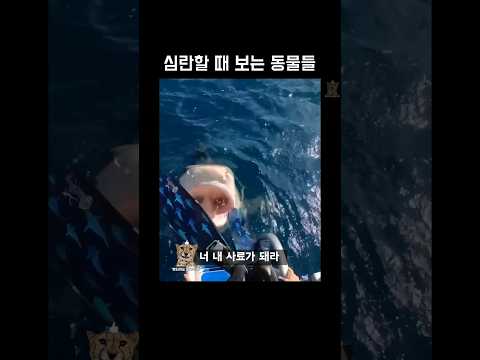 심란할 때 보는 동물들