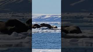 spotting some walruses laying up on the sea ice in the Arctic (June 22nd, 2026)