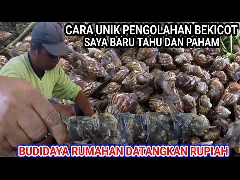 Cara Unik Pengolahan Bekicot Dan Budidayanya