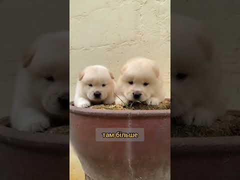 🐶 Якщо твій пес робить ЦЕ — негайно виведи його! 😱