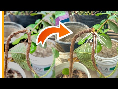 🌿How to Propagate Guava Tree using just a Cocopeat 🥥