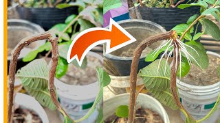 🌿How to Propagate Guava Tree using just a Cocopeat 🥥