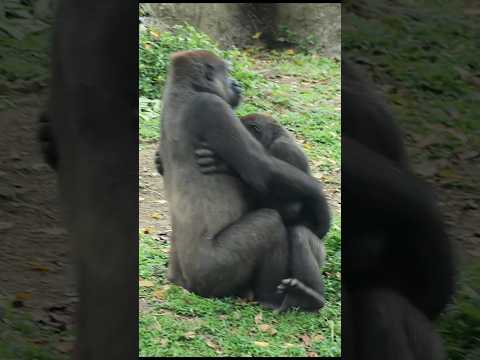gorilla & mom 💕 #gorillatag #金剛猩猩 #台北市立動物園 #shorts