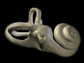 Exploring Auditory Transduction and the Inner Ear