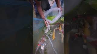 Ended up a new koi pond project with SUMI - 90 RDF and imported koi 🇮🇳🇯🇵 at Chikkamagaluru