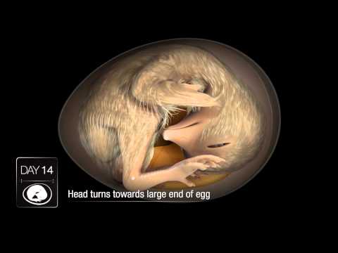 小雞胚胎變化Chicken Embryo Development - YouTube(2分08秒)