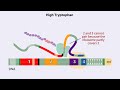 Tryptophan Operon Mechanisms
