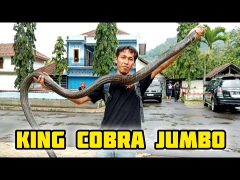 MAIN KERUMAH TEMEN TERNYATA PUNYA KING COBRA JUMBO part 1