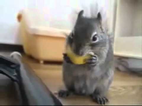 Squirrel eating a lemon