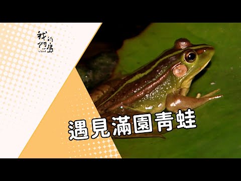 我們的島 第298集 遇見滿園青蛙 (2005-03-28) - YouTube(14分05秒)