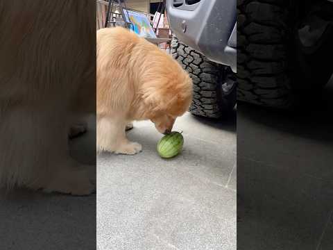 funny dog video😁 #funny #comedy #shorts