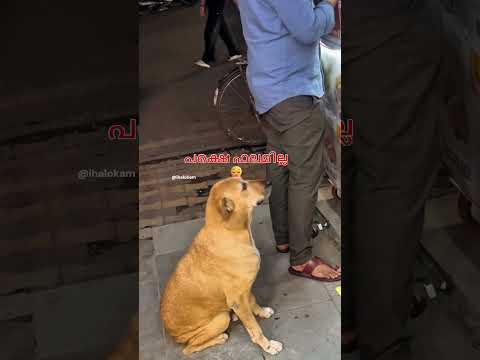 เดเดเตเดเดจเต เดคเตเดจเตเดจเตเดจเต เดเดตเดฐเต เดชเตเดฑเดคเตเดคเดพเดเตเดเดพเตป ๐ | IhaLokam