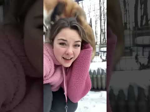 funny fox #fox #funny #funnyfox #cute #cutefox #foryou #fyp