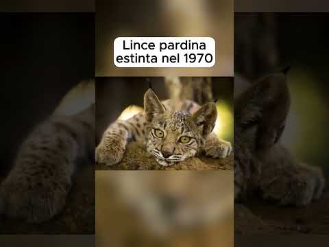 Animali che sono tornati dall’estinzione #shorts