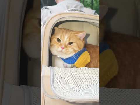 A cat that you don't have to worry about losing when you go outside.#shorts #catvideos #cat #kitten
