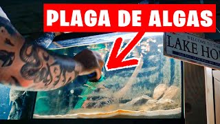 PLAGA DE ALGAS, ¿COMO SALVAR MI ACUARIO EN 24H?