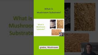 What is Mushroom substrate? |Grocycle