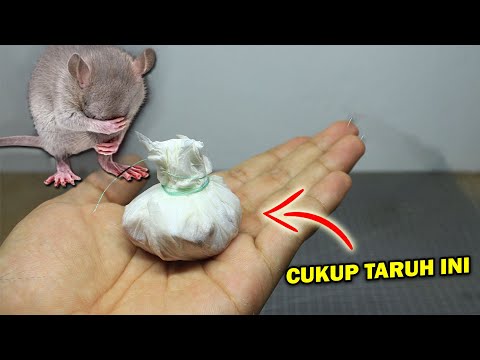 Tikus Pergi Selamanya, Inilah Cara Mengusir Tikus Dengan Mudah