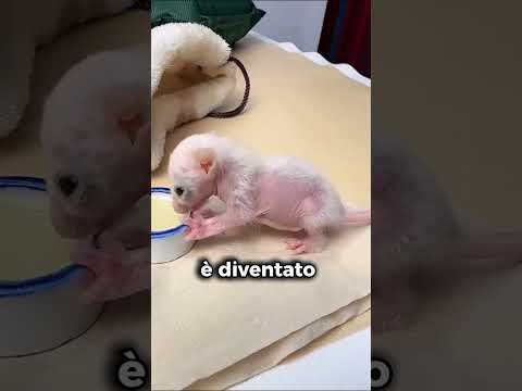 Cucciolo che ha salvato #shorts
