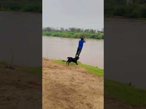 Best train dog of the world love you rocky ❤️❤️❤️ #song