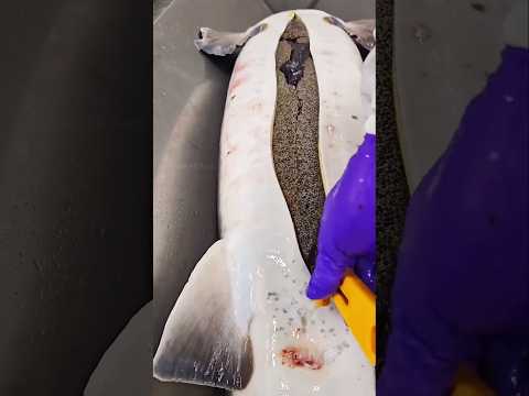 fish giving black eggs