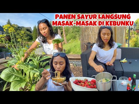 PANEN SAWI & DAUN BAWANG LANGSUNG MASAK INDOMIE DI KEBUN