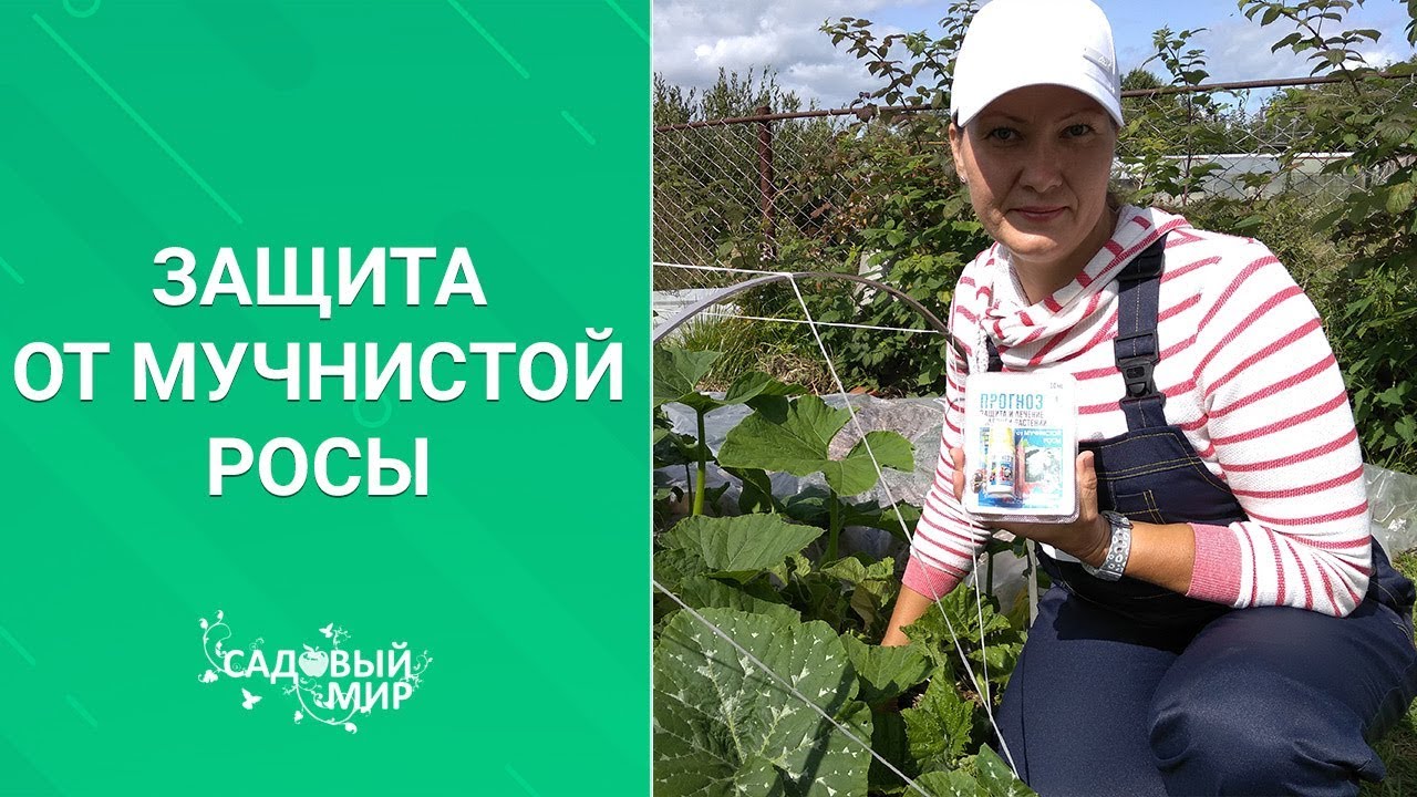 БЕЖИМ ОТ МУЧНИСТОЙ РОСЫ. SOS! Патогены активировались