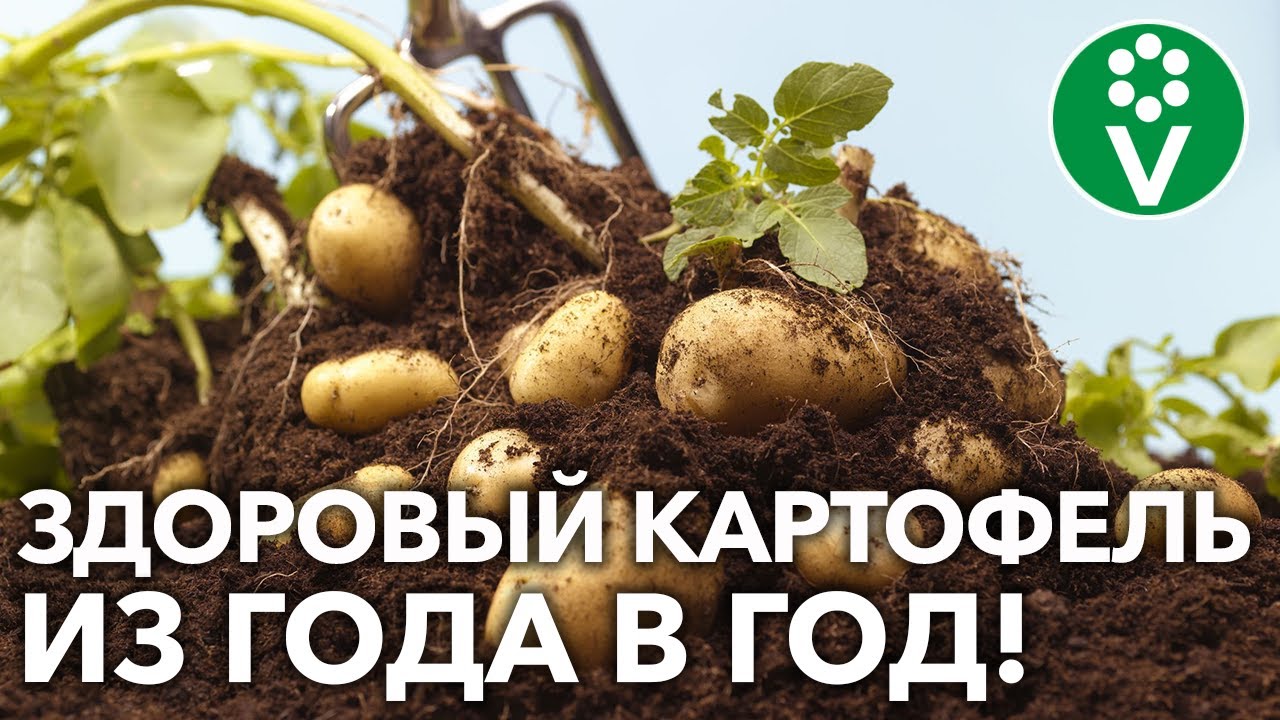Картофель после картофеля сажать можно! Если подготовите почву так!