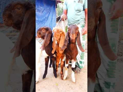 ৩ টি উন্নত জাতের ছাগল। #farmbanijjo #goat #haat #goatfarming #তোতাপুরি_ছাগল