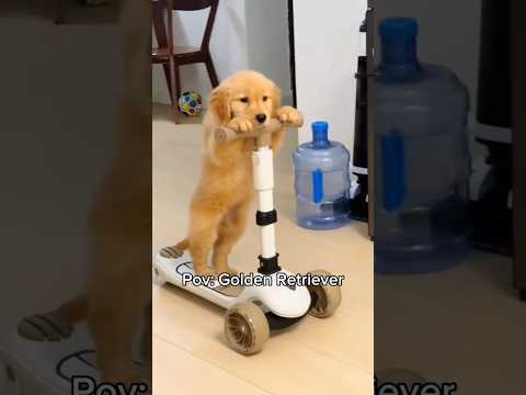 So cute , so cute❤️🩹❤️🩹🐶🐾 #goldenretriever #dog #puppy #pets #cutedog #viral #fypシ