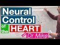 Heart Function and Nervous System