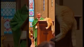 Karma Cat 🐱 Joins Church Sermon Unexpectedly #karma #churchcat #shorts
