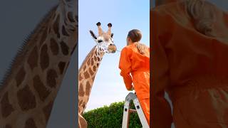 Toy Giraffe Runs Away!