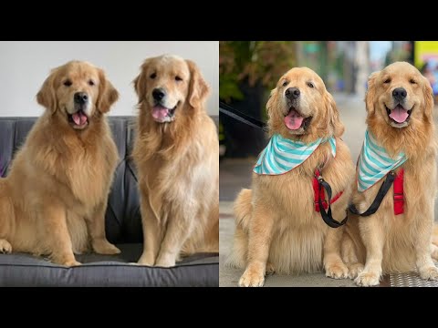 Golden Retrievers Go To Chicago