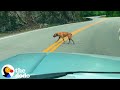 Rescue and Care of a Stray Dog