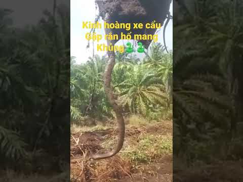 kinh hoàng xe cẩu gặp phải rắn hổ mang chúa to khủng