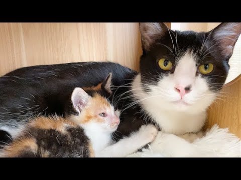 初対面の子猫を優しく迎え入れる先住猫